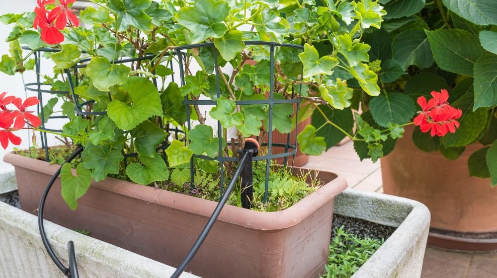 Mangueira de jardim - Sistema de irrigação por gotejamento